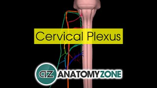 Cervical Plexus  Anatomy Tutorial [upl. by Irme801]