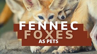 Fennec Fox Pet  The Ultimate Guide [upl. by Dorrahs]