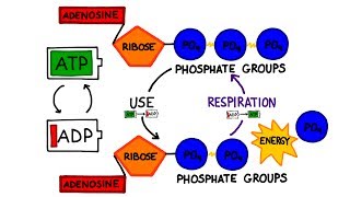 ATP in Photosynthesis [upl. by Warila]