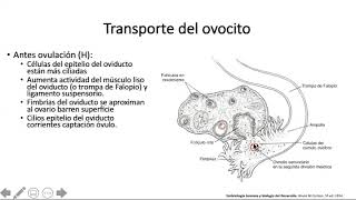 Fecundación y segmentación  Reproductor y desarrollo [upl. by Ishmul]