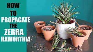 ZEBRA HAWORTHIA PROPAGATION  How to propagate The Zebra Haworthia pups [upl. by Ahsilahs]