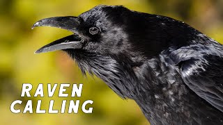 RAVEN CALLS  Alberta Wildlife Behaviour [upl. by Lurette]