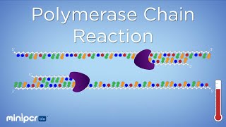 What is PCR Polymerase Chain Reaction  miniPCR bio™ [upl. by Tudor]