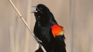 How Nature Works Redwinged Blackbird Display [upl. by Eniahpets]