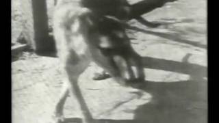 Tasmanian Tiger original zoo footage c1930 [upl. by Holden156]