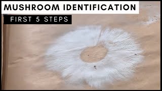 5 Steps to Identify a Mushroom Using Spore Prints [upl. by Ayotas]