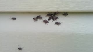 How To Quickly Kill Box Elder Bugs [upl. by Faydra899]