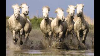 todos los caballos blancos  leon gieco [upl. by Ailisec215]