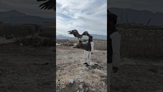 Eagle hunting training 🦅😱💪 eaglelovers eagletfight eagle eaglelovers birds pets shorts [upl. by Anagrom797]