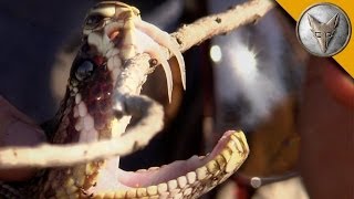 Insane Fangs of the Eastern Diamondback Rattlesnake [upl. by Eniwtna]