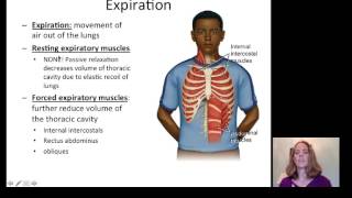 Lecture 20 Respiratory System [upl. by Adiaz912]