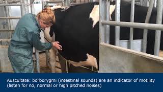 Abdominal examination in ruminants [upl. by Kryska778]