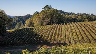 Five Amazing Napa Valley Wineries [upl. by Thilde]