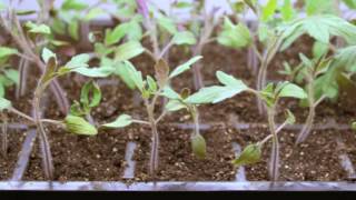 Step by Step 🍅 How To Grow Tomatoes from Seed  Gardeners Supply 👩‍🌾 [upl. by Arriaes]