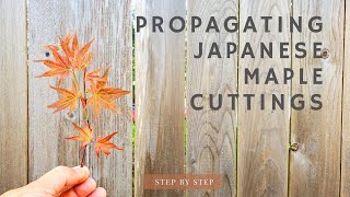 Propagate Japanese Maple from Cuttings Step by step [upl. by Doley]