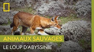 Le loup dAbyssinie lun des plus rares prédateurs au monde [upl. by Atteuqaj594]