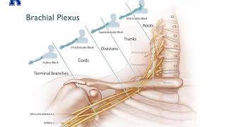 Anatomy of celiac trunk [upl. by Mallen]