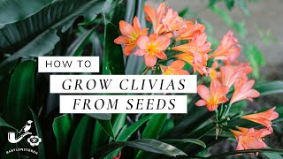 How To Grow Clivias From Seeds [upl. by Kresic]