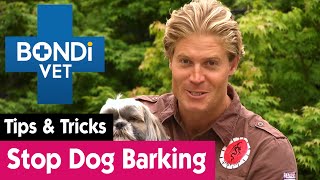 How To Stop Your Dog Barking Excessively  Bondi Vet Pet Tips [upl. by Florette]