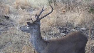 Ciervo común   venado [upl. by Anatole]