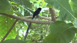 Black Paradise Flycatcher Seychelles [upl. by Berri]