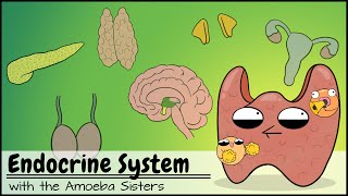 Endocrine System [upl. by Jeromy]