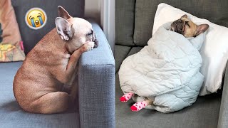 The Truth About Living With French Bulldogs [upl. by Chaffin246]