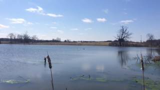 Trumpeter swans return to pond near Ann Arbor [upl. by Anide470]