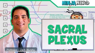 Neurology  Sacral Plexus [upl. by Suolevram]