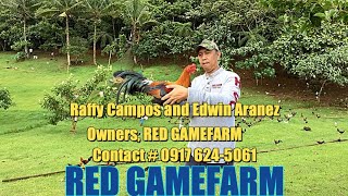 Welcome To Red Gamefarm Home Of The Best Quality Breed [upl. by Eki]