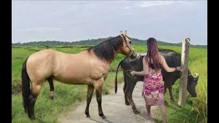 My sister training care her lovely horse in beginner 2021 [upl. by Nosiaj]