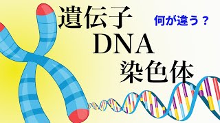 17【出生前診断①】DNA・染色体・遺伝子とは [upl. by Eicram78]