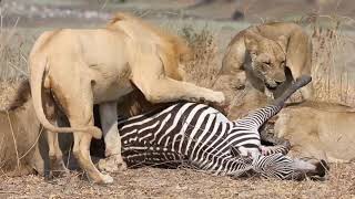 Lions Eating Zebra Alive [upl. by Acisej]