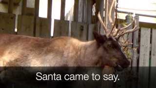 RUDOLPH the RedNosed Reindeer SONG with Lyrics Real Reindeer Scenes [upl. by Hatnamas]