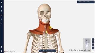 Übersicht Halsmuskulatur [upl. by Williamson]
