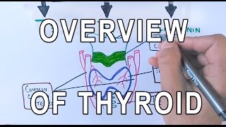 Thyroid Gland  Structure  Functions amp Diseases [upl. by Yatnuhs]