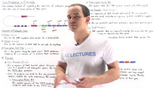 Gene Regulation in Eukaryotes [upl. by Saphra]