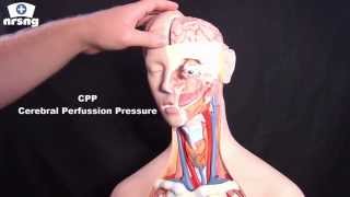 Cerebral Perfusion Pressure CPP  Regulation  Calculation [upl. by Kellby10]