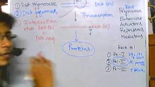 Eukaryotic transcription part 1 introduction [upl. by Kovacev]