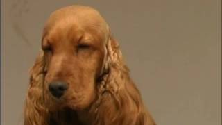 The Cocker Spaniel  Pet Dog Documentary [upl. by Oakleil]