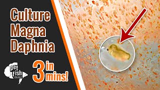 How to culture DAPHNIA MAGNA  The easy way [upl. by Sivar811]