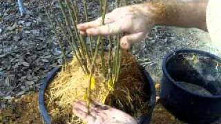 Propagating Clonal Rootstocks [upl. by Atilrahc848]