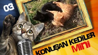 Konuşan Kediler Mini 3  En Komik Kedi Videoları [upl. by Hoag]