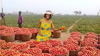 Millionaire Tomato Farmer  From ISRAEL To KENYA [upl. by Airak613]