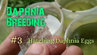 Daphnia Culture made simple and easy 3  Hatching Daphnia eggs [upl. by Nelloc]