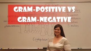 Gram Positive and Gram Negative Bacteria [upl. by Alekin171]