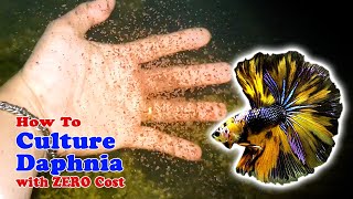 How to Culture Daphnia with ZERO Cost  Unlimited Live Food For Our Fish [upl. by Sena36]