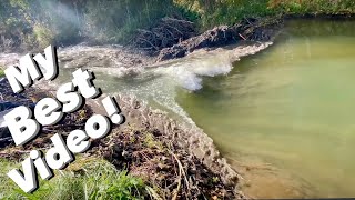 BEST BEAVER DAM REMOVAL EVER [upl. by Latsryk676]