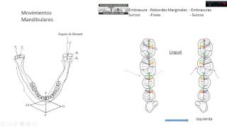 Oclusión Dental  Cúspides Guía  Movimientos Mandibulares Parte 2 [upl. by Llydnek290]