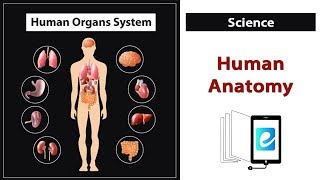 The Human Organs Systems  Complete Animated Anatomy of Human Body  7th Grade Science  eLearn K12 [upl. by Medora]